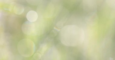 Çimenlerin üzerinde bokeh. Arka planı için yeşil bir arka plan üzerinde bulanık parlak noktalar.