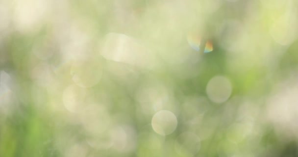 Bokeh Sull Erba Macchie Chiare Sfocate Uno Sfondo Verde Sfondo — Video Stock