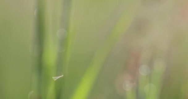 Bokeh Sull Erba Macchie Chiare Sfocate Uno Sfondo Verde Sfondo — Video Stock