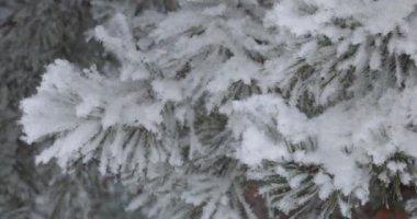 Hafif yumuşak beyaz kar yukarıdan düşecek. Arka plan ormandaki ağaçlar