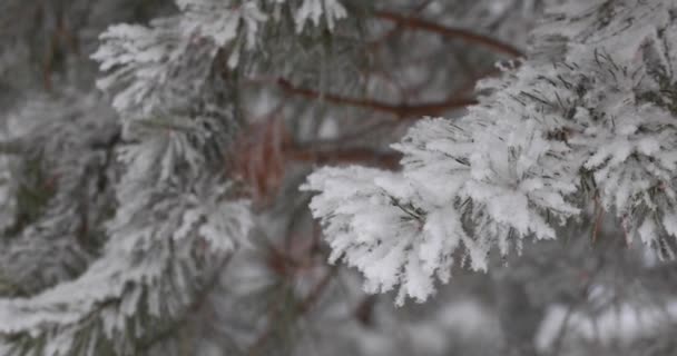 光の柔らかい白い雪は 上から落ちるでしょう 背景の森を木します — ストック動画