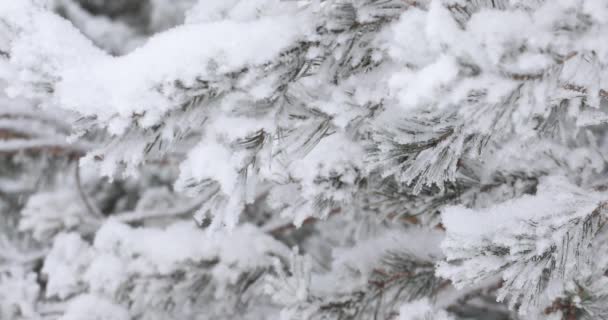 Neve Bianca Morbida Leggera Cadrà Dall Alto Nella Foresta Sfondo — Video Stock