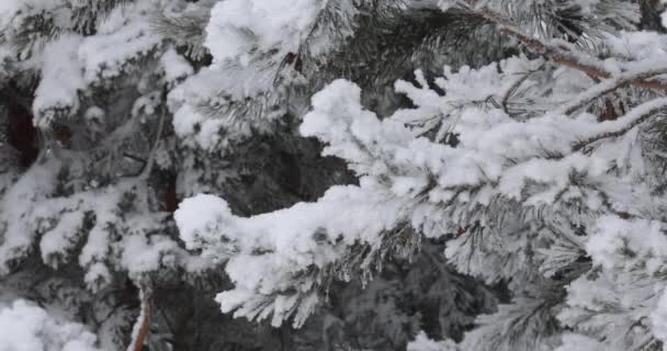 轻软的白雪将从上面落下 在背景森林中 — 图库视频影像