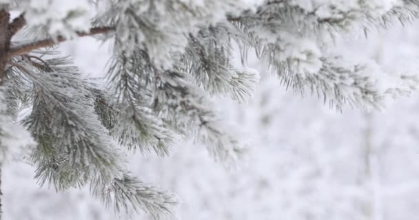 轻软的白雪将从上面落下 在背景森林中 — 图库视频影像