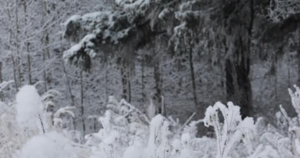 Nieve Blanca Suave Ligera Caerá Desde Arriba Bosque Fondo Árboles — Vídeo de stock