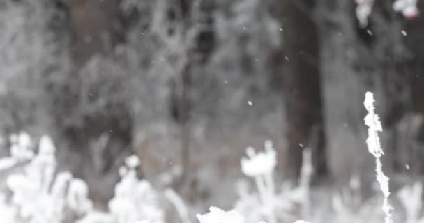 Lichte Zachte Witte Sneeuw Zal Dalen Van Bovenaf Achtergrond Bos — Stockvideo