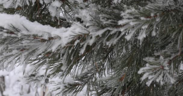 De la neige blanche douce et légère tombera d'en haut. Dans la forêt de fond, les arbres 