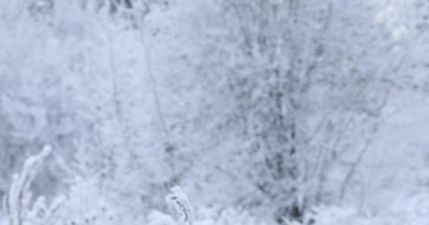 Nieve Blanca Suave Ligera Caerá Desde Arriba Bosque Fondo Árboles — Vídeo de stock