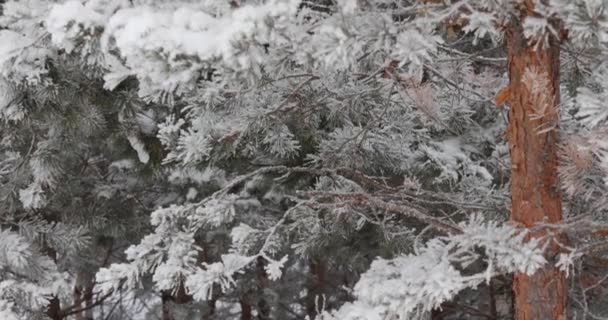 Neve Bianca Morbida Leggera Cadrà Dall Alto Nella Foresta Sfondo — Video Stock