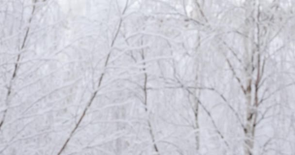 光の柔らかい白い雪は 上から落ちるでしょう 背景の森を木します — ストック動画