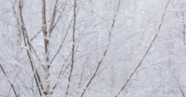 光の柔らかい白い雪は 上から落ちるでしょう 背景の森を木します — ストック動画