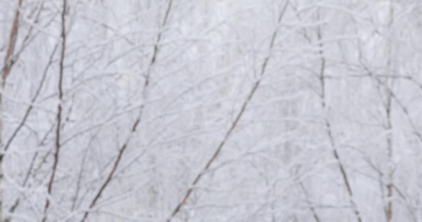 Nieve Blanca Suave Ligera Caerá Desde Arriba Bosque Fondo Árboles — Vídeos de Stock