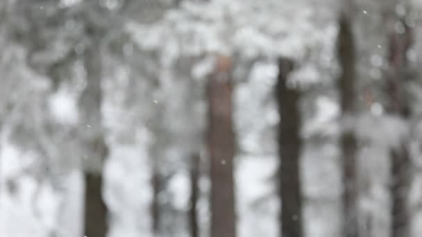 冬には 雪が降る森の中 降雪の冬時間 雪の結晶がゆっくりと落ちる 雪嵐の冬のシーンのバック グラウンド 積雪期の雪の天気 — ストック動画