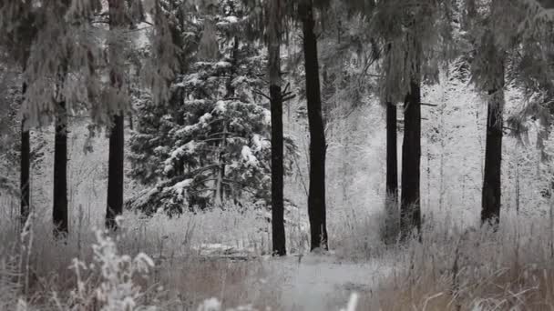 Inverno Neve Cade Nella Foresta Tempo Invernale Nevicate Fiocchi Neve — Video Stock