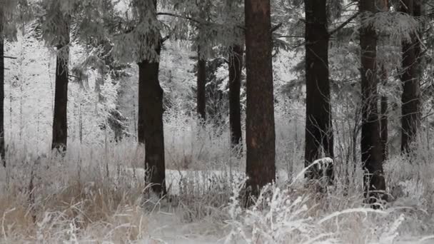 森林里下着雪 冬季降雪时间 雪花慢慢落下 大雪冬季场景背景 雪季节的雪天气 — 图库视频影像
