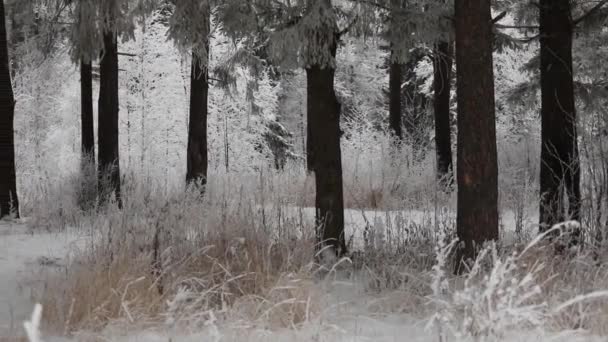 Hiver Neige Tombe Dans Forêt Heure Hiver Des Chutes Neige — Video