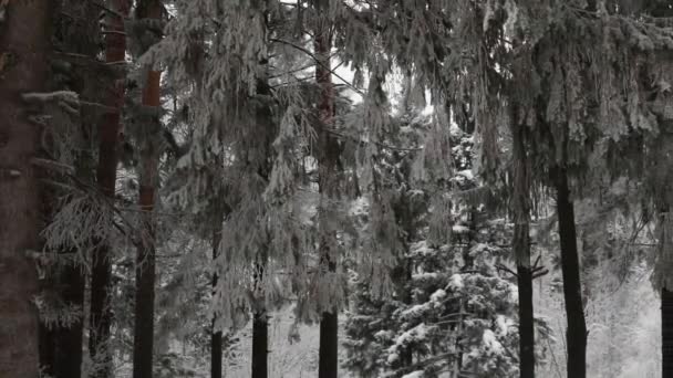 冬には 雪が降る森の中 降雪の冬時間 雪の結晶がゆっくりと落ちる 雪嵐の冬のシーンのバック グラウンド 積雪期の雪の天気 — ストック動画