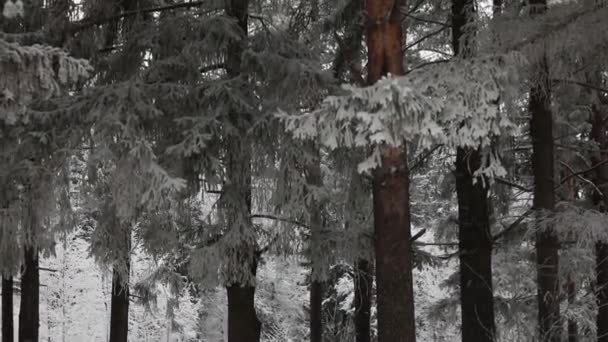 冬には 雪が降る森の中 降雪の冬時間 雪の結晶がゆっくりと落ちる 雪嵐の冬のシーンのバック グラウンド 積雪期の雪の天気 — ストック動画