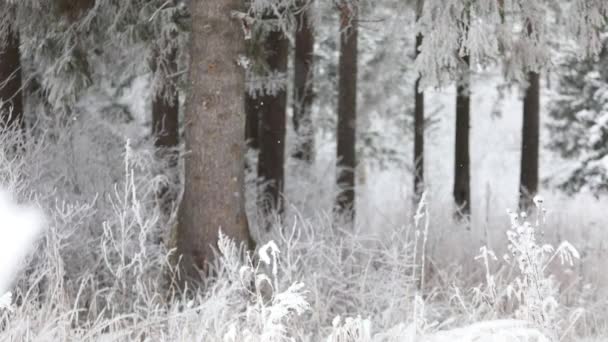 森林里下着雪 冬季降雪时间 雪花慢慢落下 大雪冬季场景背景 雪季节的雪天气 — 图库视频影像
