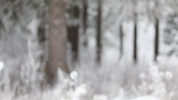 冬には 雪が降る森の中 降雪の冬時間 雪の結晶がゆっくりと落ちる 雪嵐の冬のシーンのバック グラウンド 積雪期の雪の天気 — ストック動画