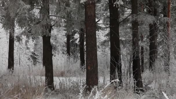 Invierno Cae Nieve Bosque Tiempo Invierno Nevadas Los Copos Nieve — Vídeo de stock