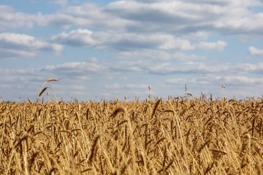 Haystacks buğday hasat. Ekmek alanında