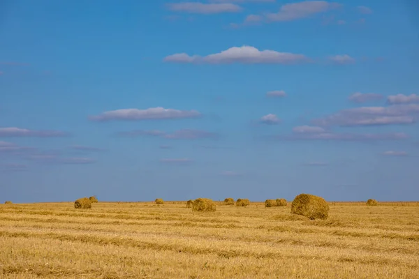 Haystacks Cosechando Trigo Pan Campo — Foto de Stock