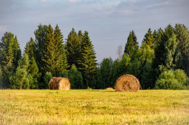 Buğday yaz güneşli günde sahası. Ekmek hasat. Çayır ve ağaçları ile kırsal manzara