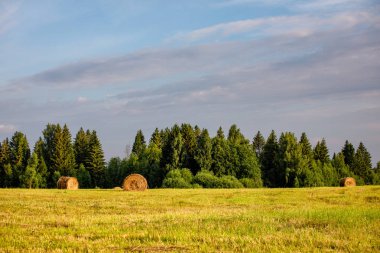 Buğday yaz güneşli günde sahası. Ekmek hasat. Çayır ve ağaçları ile kırsal manzara