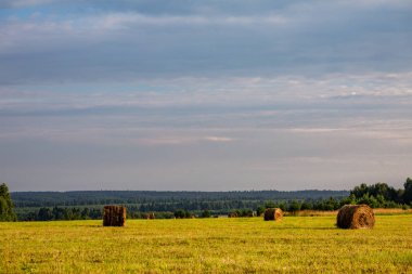 Buğday yaz güneşli günde sahası. Ekmek hasat. Çayır ve ağaçları ile kırsal manzara