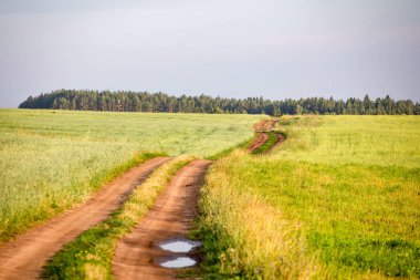 Buğday yaz güneşli günde sahası. Ekmek hasat. Çayır ve ağaçları ile kırsal manzara