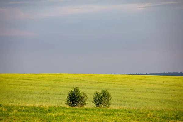 Поля Пшениці Літній Сонячний День Збираємо Хліб Сільський Пейзаж Лугом — стокове фото