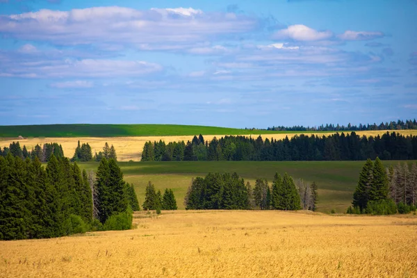 Weizenfelder Sonnigen Sommertagen Brot Ernten Ländliche Landschaft Mit Wiesen Und — Stockfoto