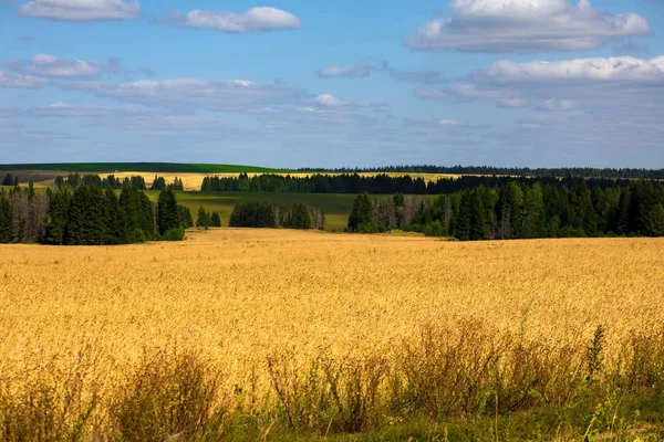 Campos Trigo Verano Día Soleado Cosechando Pan Paisaje Rural Con — Foto de Stock