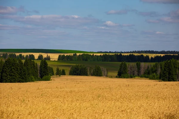 Weizenfelder Sonnigen Sommertagen Brot Ernten Ländliche Landschaft Mit Wiesen Und — Stockfoto