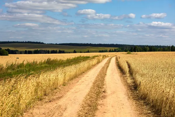 Campos Trigo Verão Dia Ensolarado Colher Pão Paisagem Rural Com — Fotografia de Stock