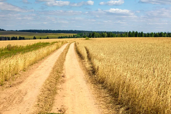 夏の晴れた日の小麦のフィールド パンを収穫します 草原と木と田園風景 — ストック写真