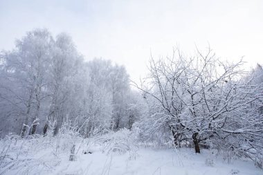 Çam ormanı içinde belgili tanımlık kar. Kar yere düşüyor