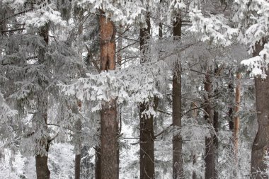 Çam ormanı içinde belgili tanımlık kar. Kar yere düşüyor