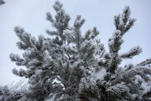 Floresta Pinheiro Neve Neve Cai Chão — Fotografia de Stock