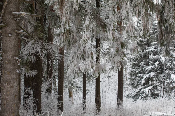 Pine forest in the snow. Snow falls to the ground