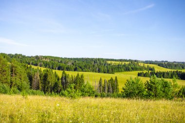 Güzel yaz yatay, pulluk ve güneşli bir orman