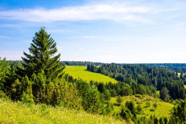 Güzel yaz yatay, pulluk ve güneşli bir orman