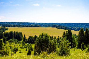 Güzel yaz yatay, pulluk ve güneşli bir orman