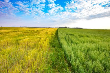 Güzel yaz yatay, pulluk ve güneşli bir orman