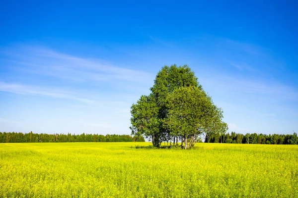 Linda Paisagem Verão Com Arado Floresta Dia Ensolarado — Fotografia de Stock