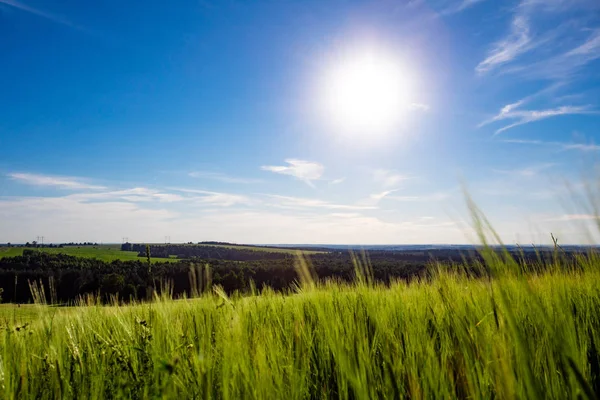 Linda Paisagem Verão Com Arado Floresta Dia Ensolarado — Fotografia de Stock