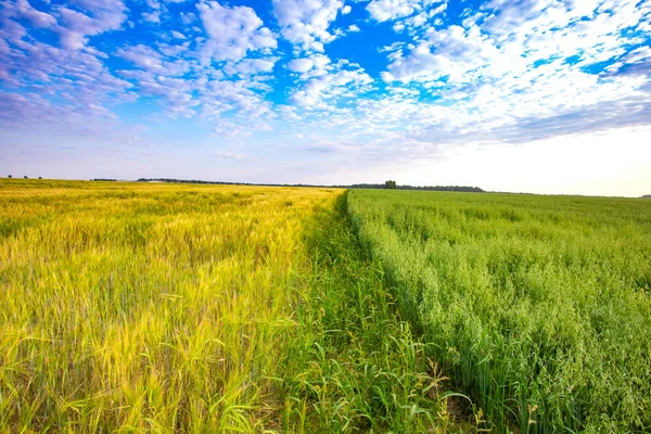 耕すと晴れた日に森と美しい夏の風景 — ストック写真