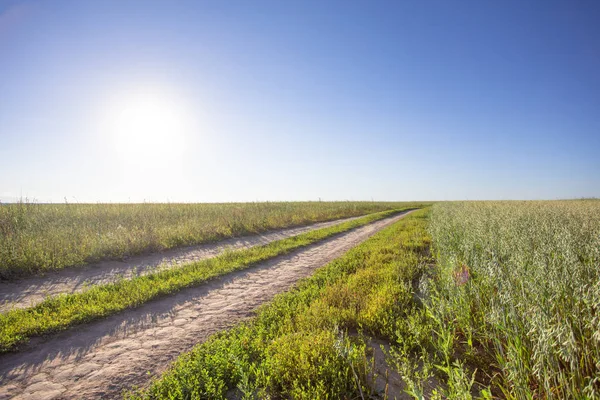 Dirt road in the field, going beyond the horizon. Sunbeam illuminates the fields of wheat.