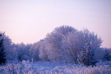 Kış manzarası. Kışın buz gibi güneşli gün. Orman beyaz kar altında.